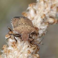 Dictyotus conspicuus (A shield or stink bug) at Bruce Ridge to Gossan Hill - 12 Jan 2021 by kasiaaus