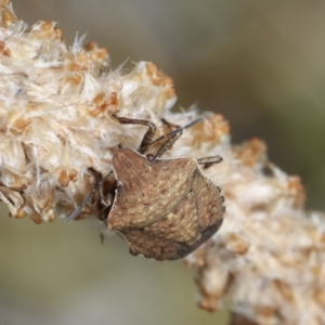 Dictyotus conspicuus at Bruce, ACT - 12 Jan 2021 01:31 PM