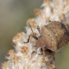 Dictyotus conspicuus at Bruce, ACT - 12 Jan 2021