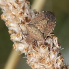 Dictyotus conspicuus at Bruce, ACT - 12 Jan 2021