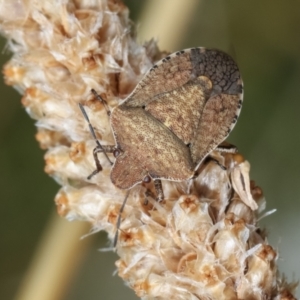 Dictyotus conspicuus at Bruce, ACT - 12 Jan 2021 01:31 PM