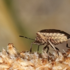 Dictyotus conspicuus at Bruce, ACT - 12 Jan 2021 01:31 PM