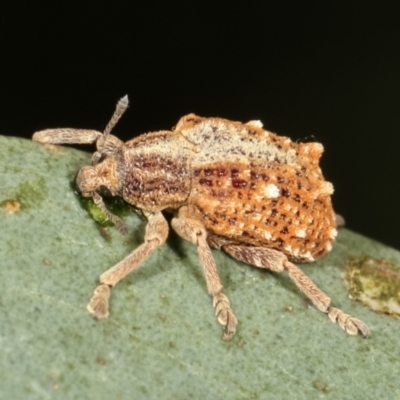Oxyops fasciculatus (A weevil) at Bruce, ACT - 12 Jan 2021 by kasiaaus