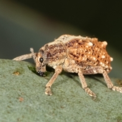 Oxyops fasciculatus at Bruce, ACT - 12 Jan 2021 01:49 PM