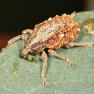 Oxyops fasciculatus at Bruce, ACT - 12 Jan 2021 01:49 PM