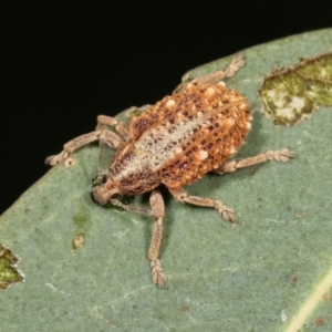 Oxyops fasciculatus at Bruce, ACT - 12 Jan 2021 01:49 PM