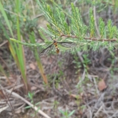 Leptotarsus (Leptotarsus) clavatus (A crane fly) at Downer, ACT - 6 Jan 2021 by Tdoh