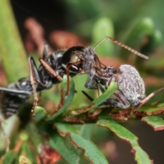 Myrmecia sp. (genus) (Bull ant or Jack Jumper) at Flea Bog Flat, Bruce - 12 Jan 2021 by kasiaaus