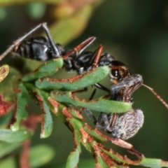 Myrmecia sp. (genus) at Bruce, ACT - 12 Jan 2021