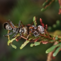 Myrmecia sp. (genus) at Bruce, ACT - 12 Jan 2021