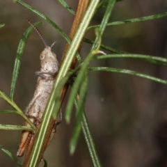 Acrididae sp. (family) (Unidentified Grasshopper) at Bruce, ACT - 12 Jan 2021 by kasiaaus