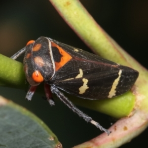 Eurymeloides pulchra at Bruce, ACT - 12 Jan 2021