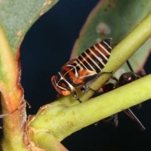 Eurymeloides punctata at Bruce, ACT - 12 Jan 2021