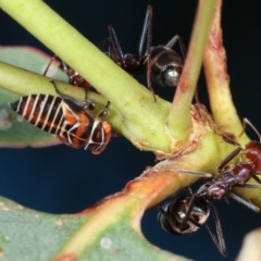 Eurymeloides punctata at Bruce, ACT - 12 Jan 2021