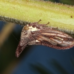 Ceraon sp. (genus) at Bruce, ACT - 12 Jan 2021 02:24 PM