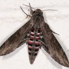 Agrius convolvuli (Convolvulus Hawk Moth) at Melba, ACT - 12 Jan 2021 by kasiaaus