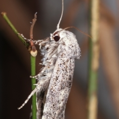 Cryptophasa irrorata (A Gelechioid moth (Xyloryctidae)) at Melba, ACT - 12 Jan 2021 by kasiaaus