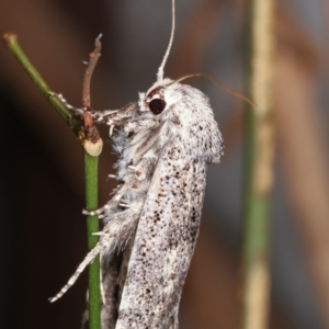 Cryptophasa irrorata at Melba, ACT - 12 Jan 2021