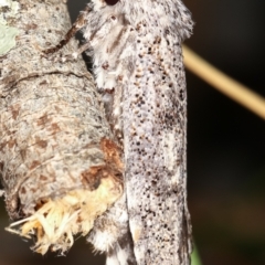 Cryptophasa irrorata at Melba, ACT - 12 Jan 2021