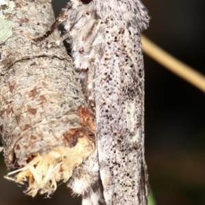 Cryptophasa irrorata at Melba, ACT - 12 Jan 2021