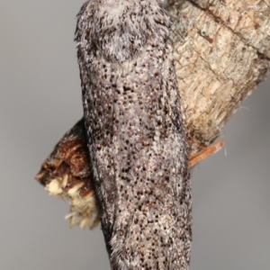 Cryptophasa irrorata at Melba, ACT - 12 Jan 2021