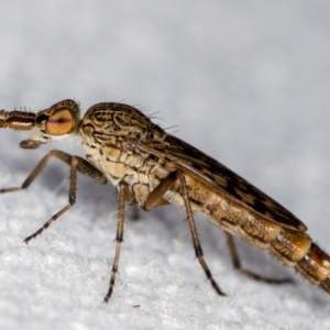 Neodialineura striatithorax at Melba, ACT - 1 Jan 2021