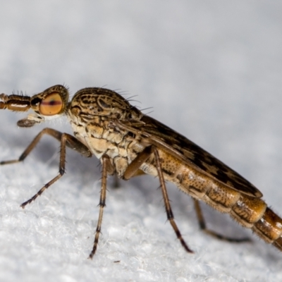 Neodialineura striatithorax (A therevidae fly) at Melba, ACT - 1 Jan 2021 by Bron