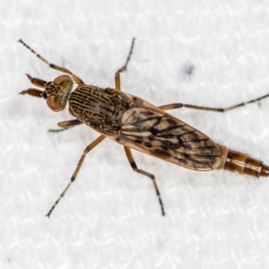 Neodialineura striatithorax at Melba, ACT - 1 Jan 2021