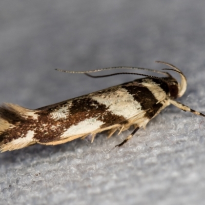 Macrobathra desmotoma ( A Cosmet moth) at Melba, ACT - 1 Jan 2021 by Bron