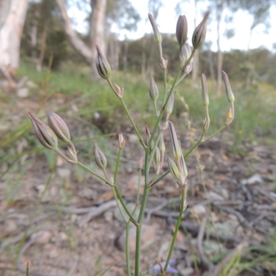 Thysanotus tuberosus subsp. tuberosus (Common Fringe-lily) at Conder, ACT - 30 Nov 2020 by michaelb