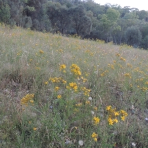 Hypericum perforatum at Tuggeranong Hill - 30 Nov 2020