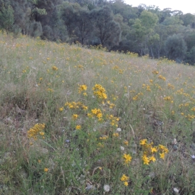 Hypericum perforatum (St John's Wort) at Conder, ACT - 30 Nov 2020 by michaelb