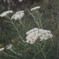 Cassinia longifolia (Shiny Cassinia, Cauliflower Bush) at Tuggeranong Hill - 30 Nov 2020 by MichaelBedingfield