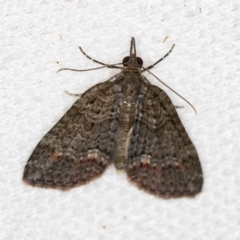 Microdes squamulata (Dark-grey Carpet) at Melba, ACT - 1 Jan 2021 by Bron