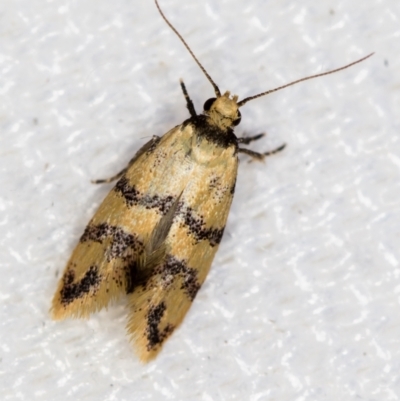 Psaroxantha undescribed species (A concealer moth) at Melba, ACT - 1 Jan 2021 by Bron