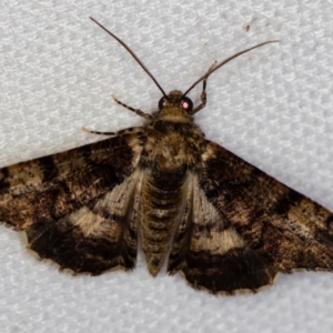 Gastrina cristaria at Melba, ACT - 1 Jan 2021 02:56 AM