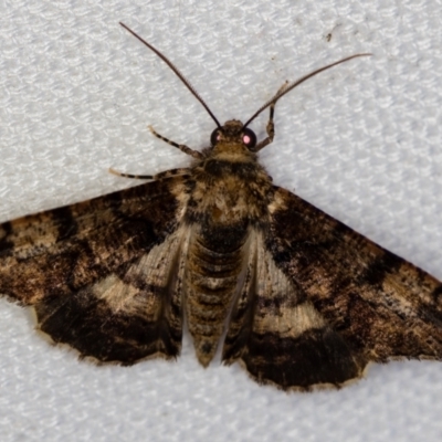 Gastrina cristaria (Wave-lined Geometrid) at Melba, ACT - 31 Dec 2020 by Bron