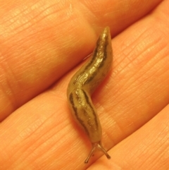 Ambigolimax sp. (valentius and waterstoni) (Striped Field Slug) at Conder, ACT - 23 Nov 2020 by MichaelBedingfield