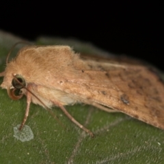 Helicoverpa (genus) (A bollworm) at Melba, ACT - 31 Dec 2020 by Bron