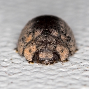 Trachymela sp. (genus) at Melba, ACT - 1 Jan 2021