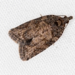 Thrincophora impletana (a Tortrix moth) at Melba, ACT - 1 Jan 2021 by Bron