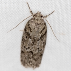 Philobota philostaura (A Concealer moth (Philobota group)) at Melba, ACT - 1 Jan 2021 by Bron