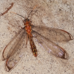 Nymphes myrmeleonoides at Melba, ACT - 13 Jan 2021 12:14 AM