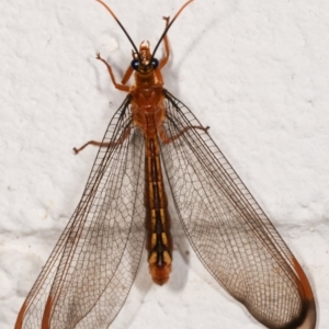 Nymphes myrmeleonoides at Melba, ACT - 13 Jan 2021