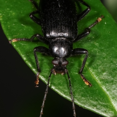 Alleculinae sp. (Subfamily) (Unidentified Comb-clawed beetle) at Melba, ACT - 12 Jan 2021 by kasiaaus