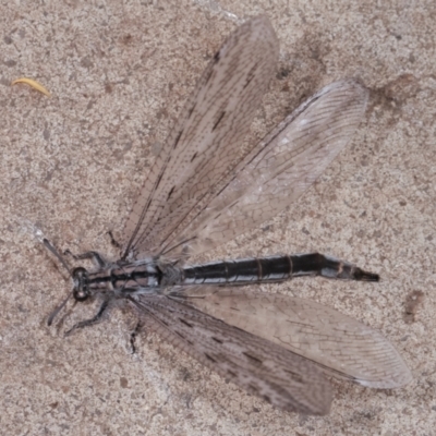 Heoclisis fundata (Antlion lacewing) at Melba, ACT - 12 Jan 2021 by kasiaaus