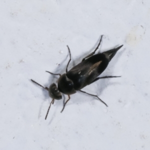 Mordella sp. (genus) at Melba, ACT - 13 Jan 2021