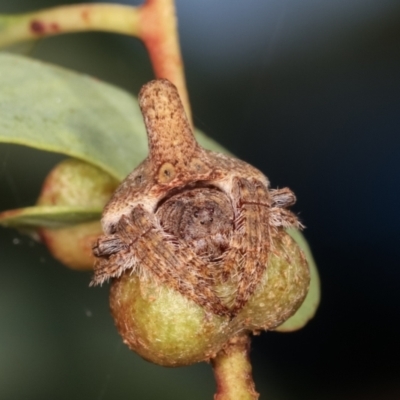 Dolophones turrigera (Turret spider) at Belconnen, ACT - 12 Jan 2021 by kasiaaus