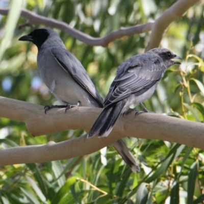 Coracina novaehollandiae (Black-faced Cuckooshrike) at Table Top, NSW - 20 Jan 2021 by PaulF