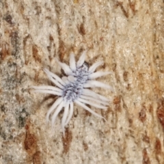 Cryptolaemus montrouzieri (Mealybug ladybird) at Belconnen, ACT - 12 Jan 2021 by kasiaaus